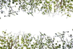 folhas e ramo isolado em branco fundo com cópia de espaço foto