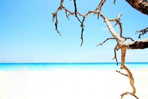 lindo verão marinha dentro tropical de praia com calma oceano e seco galhos dentro azul céu. foto