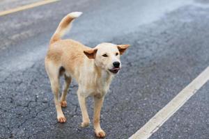 sem teto Castanho cachorro em a rua dentro Tailândia foto