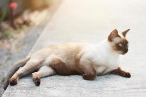 fofa siamês gato apreciar e dormir em concreto chão com natural dentro jardim foto