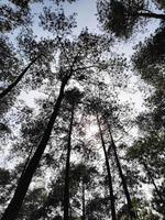 panorama dentro pinho floresta. verão pinho floresta. Visão a partir de inferior para Alto pinheiros em a fundo do azul céu. foto