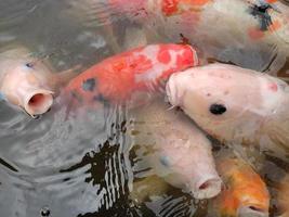 peixes koi na lagoa foto