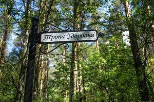 borrado verão floresta e prato com inscrição em russo caminho do saúde dentro primeiro plano fechar acima foto