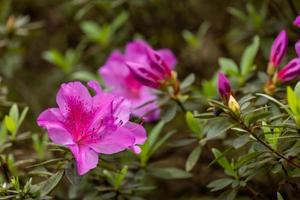 encantador Rosa rododendro simsii flor foto