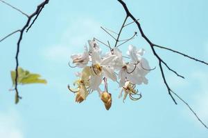 lindo Cássia sião branco ou branco arco Iris chuveiro árvore flor em a árvore dentro a jardim em azul céu fundo. foto