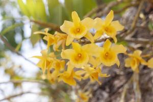 amarelo orquídea flor ou dendrobium Friedericksianum rchb.f. flor com luz solar dentro a jardim em natureza fundo. foto