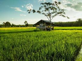 a panorama do verde arroz Campos é adequado para natural fundos foto