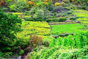 colorida Mosel vale vinhas dentro outono foto