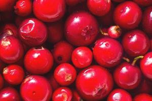 muitos bagas do vermelho lingonberry. amora silvestre fundo. amora silvestre fechar foto