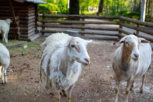 fofa ovelha e cabras em a Fazenda foto