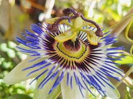 lindo paixão fruta dentro a estufa passiflora Edulis plantar fundo foto