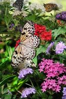 enquanto consumindo flor néctar, uma adorável árvore ninfa borboleta expande Está asas. foto
