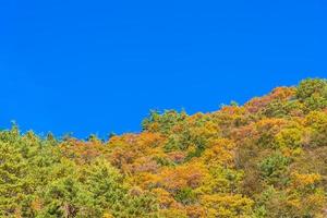 bela paisagem com árvores de bordo no outono foto