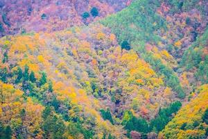 floresta colorida na montanha foto