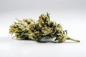 uma alta resolução fotografia do uma maconha sativa broto em uma branco fundo foto