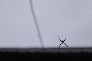 uma aranha empoleirado em Está rede com uma céu fundo foto