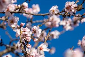 florescendo fruta árvore com branco flores em uma ensolarado Primavera dia foto