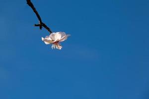 florescendo fruta árvore com branco flores em uma ensolarado Primavera dia foto