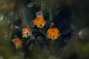 laranja espinhoso pera flor em uma cacto dentro uma jardim em uma Sombrio verde fundo foto