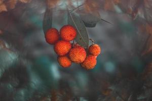 outono fruta do uma decorativo árvore em uma fundo com bokeh foto