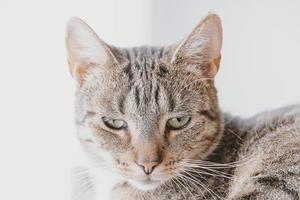 cansado cinzento malhado gato dentro fechar-se foto