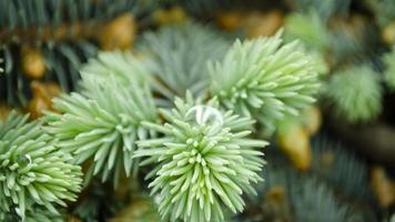 seletivo foco natureza cenário. fechar-se foto do verde agulha pinho árvore. pequeno pinho cones e gota de chuva em a galhos. borrado pinho agulhas dentro fundo