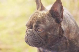 francês buldogue cachorro procriar perfil. animal, animal. foto