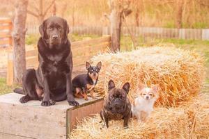 quatro cachorros em uma ensolarado dia. uma labrador recuperador, uma francês buldogue e dois chihuahuas. foto