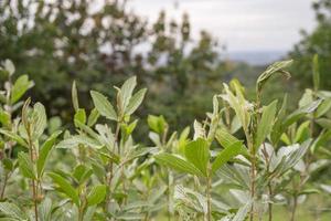 panorama do morro com nublado vibrações quando chuva temporada. a foto é adequado para usar para meio Ambiente fundo, natureza poster e natureza conteúdo meios de comunicação.