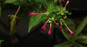 não ainda floresceu Rosa flor. casa jardinagem temático flora botânico folhas foto isolado em panorama fundo modelo.