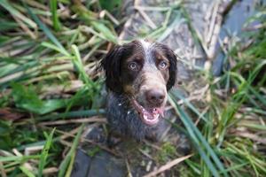 Caçando cachorro dentro natureza. irlandês normatizador perto a lago. foto