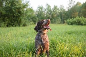 Caçando cachorro dentro natureza. irlandês normatizador em verde grama. foto