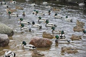 uma ampla número do patos nadar dentro a lago. foto