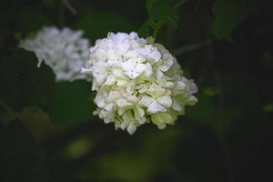 flor do uma viburnum arbusto dentro fechar-se contra uma fundo do verde folhas em uma caloroso Primavera dia foto