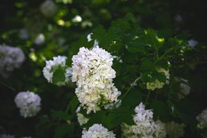 flor do uma viburnum arbusto dentro fechar-se contra uma fundo do verde folhas em uma caloroso Primavera dia foto