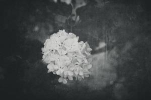 flor do uma viburnum arbusto dentro fechar-se contra uma fundo do verde folhas em uma caloroso Primavera dia foto