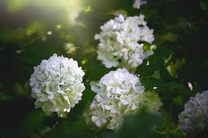 flor do uma viburnum arbusto dentro fechar-se contra uma fundo do verde folhas em uma caloroso Primavera dia foto