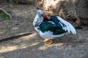 Preto e branco Pato em uma verde fundo dentro caloroso brilho do sol dentro a parque foto