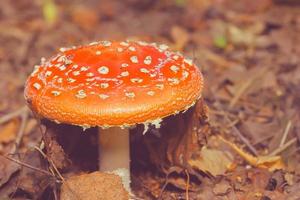 vintage floresta fundo com amanita.fly agáricos crescer dentro a floresta. foto