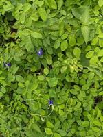 fechar acima verde folhas selvagem flor em a verde jardim quando Primavera tempo. a foto é adequado para usar para natureza fundo e botânico conteúdo meios de comunicação.