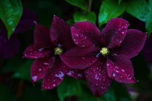Sombrio rico marrom clematis flores dentro água gotas depois de chuva dentro verão jardim foto