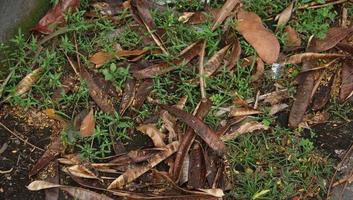 selvagem plantas em lado andar jardim ao ar livre isolado foto em panorama modelo fundo. selvagem plantas em pedra sujeira chão.