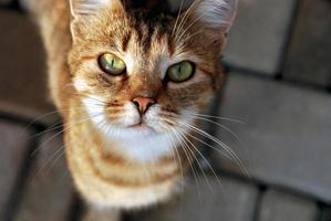 gato vadio sem-teto olhando em seus olhos, abrigo de animais, conceito de confiança e cuidado foto