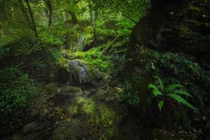 uma floresta muito exuberante e úmida com vegetação verde e água foto