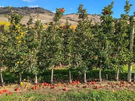 maçã Pomar dentro a okanagan vale foto