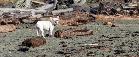 branco buldogue em pé em uma madeira flutuante coberto de praia foto