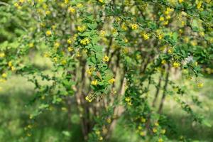 arbusto de bérberis com flores amarelas foto