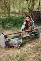 mulher agricultor sorrisos feeds pássaros galinhas orgânico Comida para pássaro saúde e Boa ovos e Cuidado para a ambiente, pôr do sol luz foto