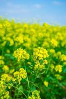 close-up de planta de colza em um campo com céu azul nublado na Crimeia foto