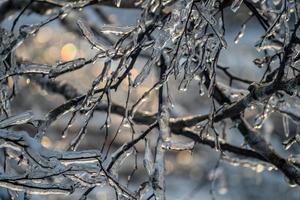 close-up de pingentes de gelo em galhos de árvores nuas foto